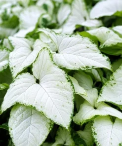 Syngonium Holly M Live Plant - Variegated Arrowhead Plant in 4 Inch Pot - Image 2