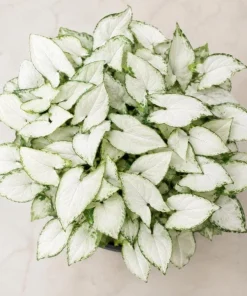 Syngonium Holly M Live Plant - Variegated Arrowhead Plant in 4 Inch Pot - Image 3