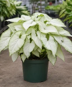 Syngonium Holly M Live Plant - Variegated Arrowhead Plant in 4 Inch Pot - Image 4