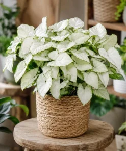 Syngonium Holly M Live Plant - Variegated Arrowhead Plant in 4 Inch Pot - Image 5