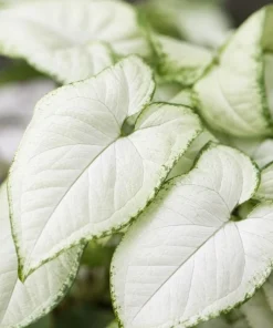 Syngonium Holly M Live Plant - Variegated Arrowhead Plant in 4 Inch Pot - Image 6