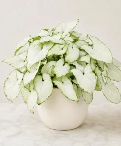 Syngonium Holly M Live Plant - Variegated Arrowhead Plant in 4 Inch Pot - Image 7