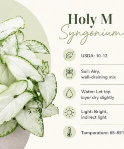 Syngonium Holly M Live Plant - Variegated Arrowhead Plant in 4 Inch Pot - Image 8
