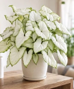 Syngonium Holly M Live Plant - Variegated Arrowhead Plant in 4 Inch Pot - Image 9