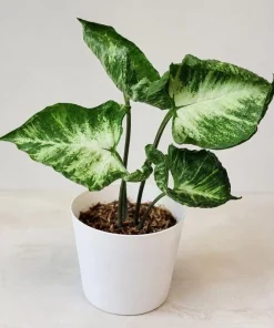 Syngonium Live Plant Arrowhead Vine - 4in Pot - Green & White Indoor Tropical Houseplant - Image 2
