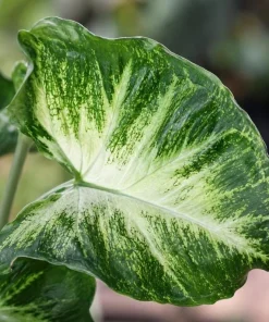Syngonium Live Plant Arrowhead Vine - 4in Pot - Green & White Indoor Tropical Houseplant - Image 3
