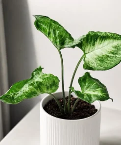 Syngonium Live Plant Arrowhead Vine - 4in Pot - Green & White Indoor Tropical Houseplant - Image 4