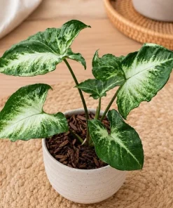 Syngonium Live Plant Arrowhead Vine - 4in Pot - Green & White Indoor Tropical Houseplant - Image 5