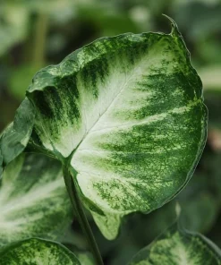 Syngonium Live Plant Arrowhead Vine - 4in Pot - Green & White Indoor Tropical Houseplant - Image 6