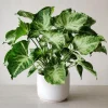 Syngonium Live Plant Arrowhead Vine - 4in Pot - Green & White Indoor Tropical Houseplant - Image 1