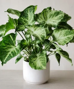 Syngonium Live Plant Arrowhead Vine - 4in Pot - Green & White Indoor Tropical Houseplant - Image 1