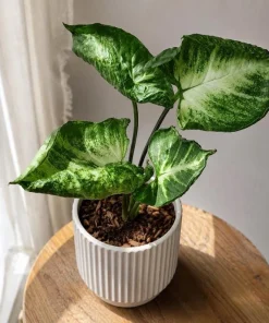 Syngonium Live Plant Arrowhead Vine - 4in Pot - Green & White Indoor Tropical Houseplant - Image 8