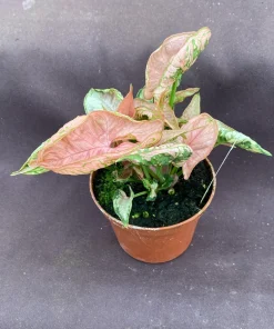 Syngonium Pink Chameleon Live Plant, Rooted Houseplant in 3 inch Pot - Image 2