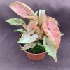 Syngonium Pink Chameleon Live Plant, Rooted Houseplant in 3 inch Pot - Image 1