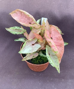Syngonium Pink Chameleon Live Plant, Rooted Houseplant in 3 inch Pot - Image 1