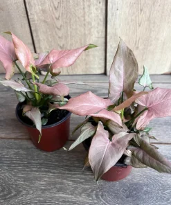 Syngonium Pink Perfection IN 4