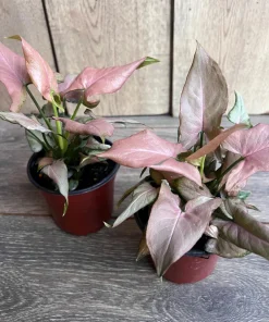 Syngonium Pink Perfection IN 4