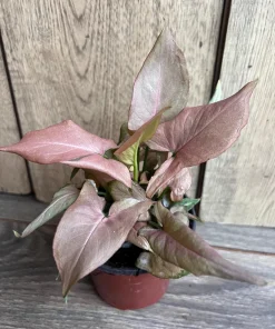 Syngonium Pink Perfection IN 4
