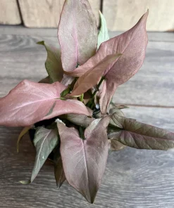 Syngonium Pink Perfection IN 4