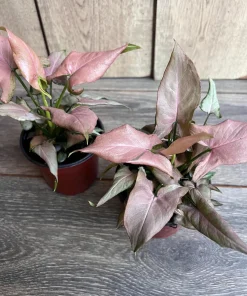 Syngonium Pink Perfection IN 4