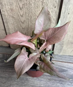 Syngonium Pink Perfection IN 4
