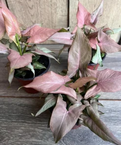 Syngonium Pink Perfection IN 4