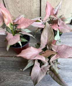 Syngonium Pink Perfection IN 4