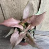 Syngonium Pink Perfection IN 4", Live plant, Pink arrowhead - Image 1