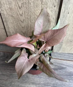 Syngonium Pink Perfection IN 4