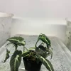 Syngonium Wendlandii Live Plant - 4 inch Pot - Indoor Houseplant - Image 1