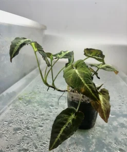 Syngonium Wendlandii Live Plant - 4 inch Pot - Indoor Houseplant - Image 3