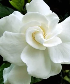 Tahitian Gardenia 'Heaven Scent' Live Plant - Double Flowers, 4 inch Pot - Image 2