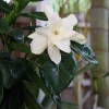 Tahitian Gardenia 'Heaven Scent' Live Plant - Double Flowers, 4 inch Pot - Image 1