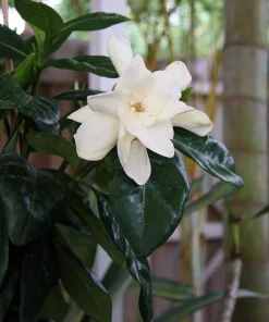 Tahitian Gardenia 'Heaven Scent' Live Plant - Double Flowers, 4 inch Pot - Image 1