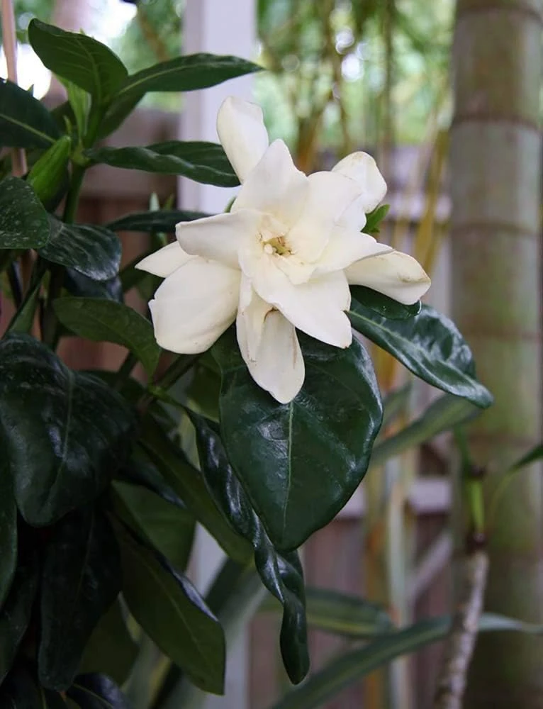 Tahitian Gardenia 'Heaven Scent' Live Plant - Double Flowers, 4 inch Pot - Image 1