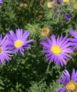 Tahoka Daisy Live Plant – 2 Pack, 3