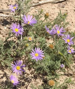 Tahoka Daisy Live Plant – 2 Pack, 3