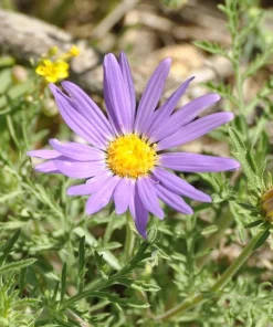 Tahoka Daisy Live Plant – 2 Pack, 3
