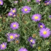 Tahoka Daisy Live Plant – 2 Pack, 3" Pot – Annual Lavender Wildflower - Image 1