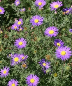 Tahoka Daisy Live Plant – 2 Pack, 3