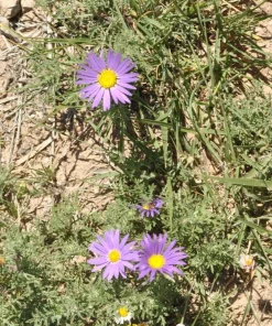 Tahoka Daisy Live Plant – 2 Pack, 3