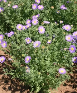 Tahoka Daisy Live Plant – 2 Pack, 3