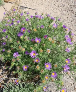 Tahoka Daisy Live Plant – 3" Pot – Annual Wildflower – Lavender Blooms - Image 2