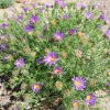 Tahoka Daisy Live Plant – 3" Pot – Annual Wildflower – Lavender Blooms - Image 1