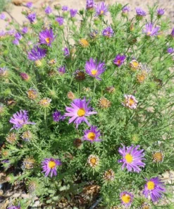 Tahoka Daisy Live Plant – 3