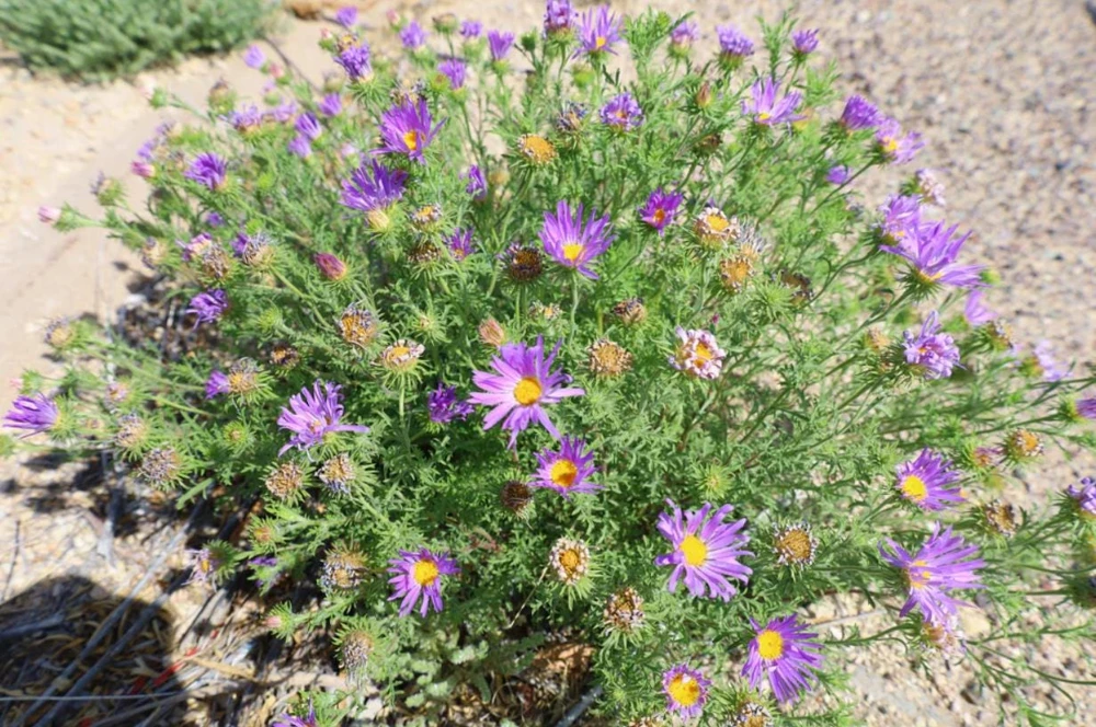 Tahoka Daisy Live Plant – 3" Pot – Annual Wildflower – Lavender Blooms - Image 1
