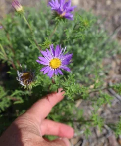 Tahoka Daisy Live Plant – 3