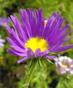 Tahoka Daisy Live Plant – 3