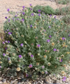 Tahoka Daisy Live Plant – 3