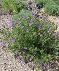 Tahoka Daisy Live Plant – 3